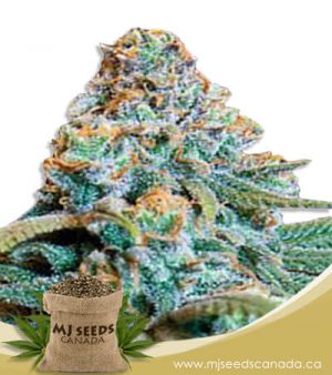 Fucking Incredible Autoflowering Marijuana Seeds