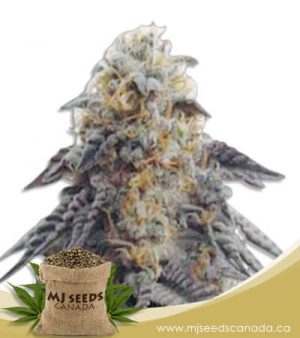 Hippie Crippler Autoflowering Marijuana Seeds