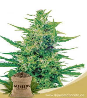 Super Silver Haze (CBD Sativa) Feminized Marijuana Seeds