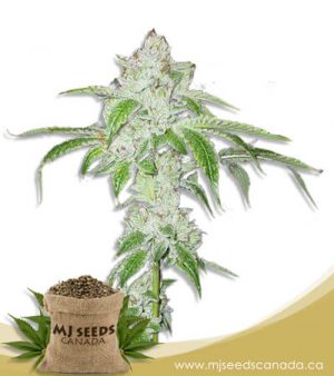 White Fire OG Fast Version Marijuana Seeds
