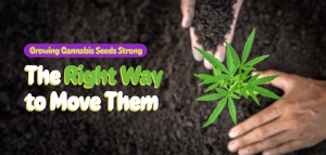 transplanting cannabis