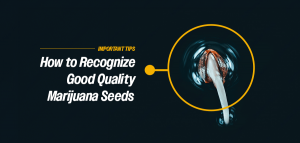 identifying high quality marijuana seeds