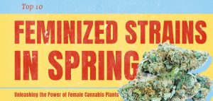 Feminized Strains