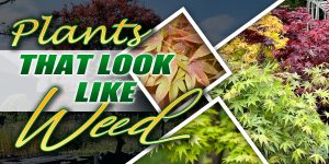 Plants That Look Like Weed