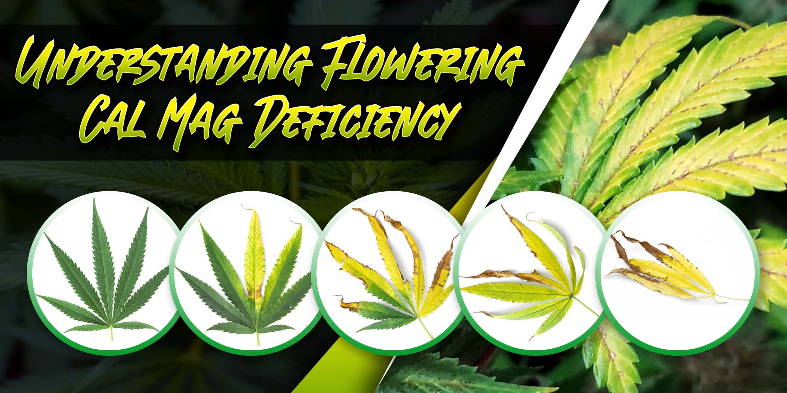 Understanding Flowering Cal Mag Deficiency | MJ Seeds Canada