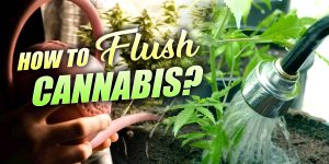 Flushing Cannabis