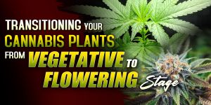 when to switch from vegetative to flowering stage