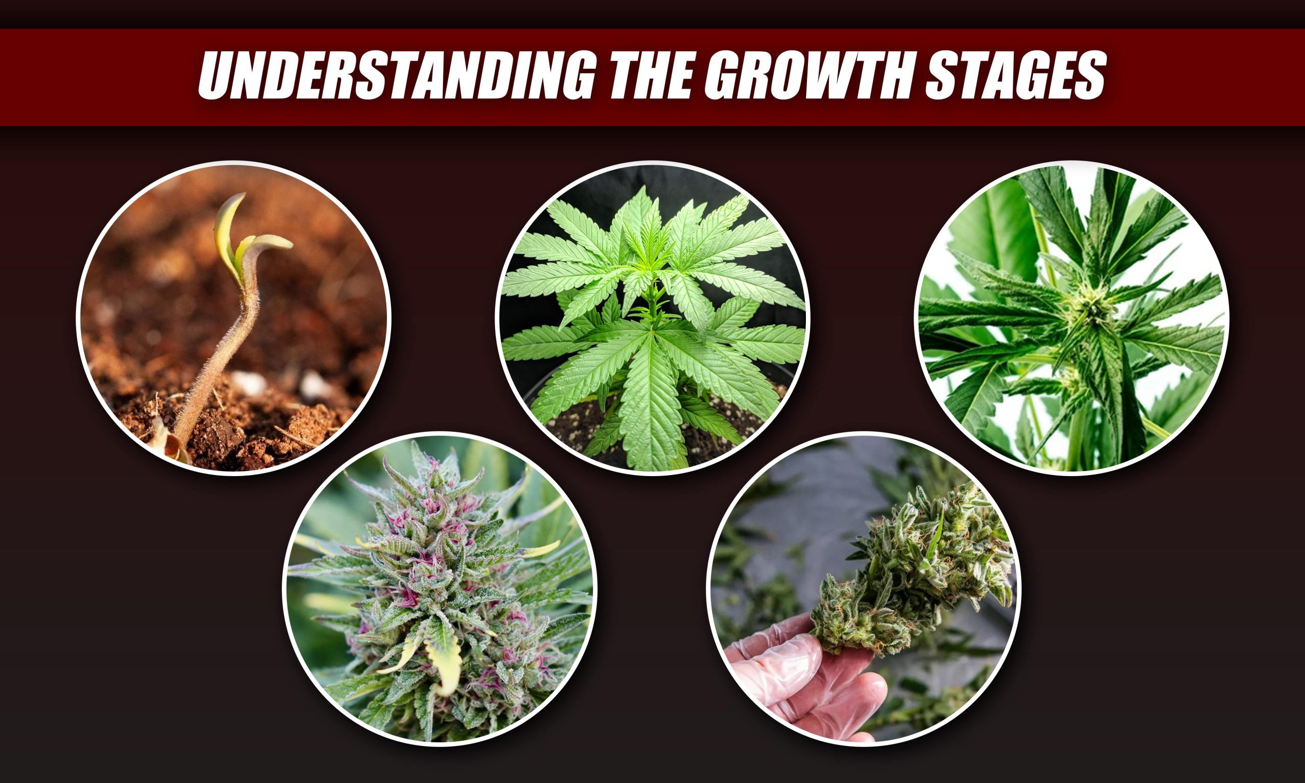 when to switch from vegetative to flowering stage