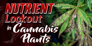 Nutrient Lockout Weed