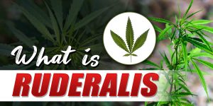 What Is Ruderalis