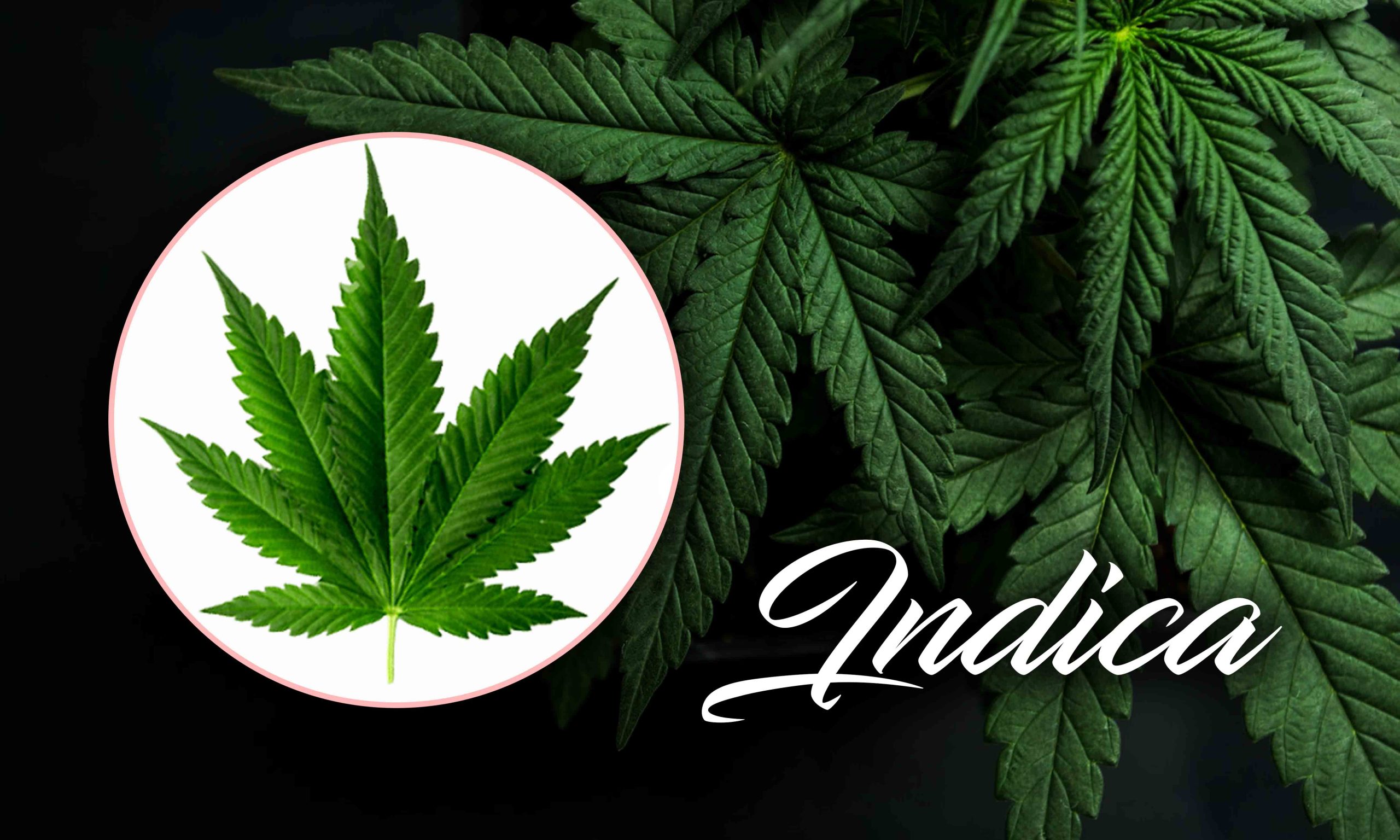 Indica