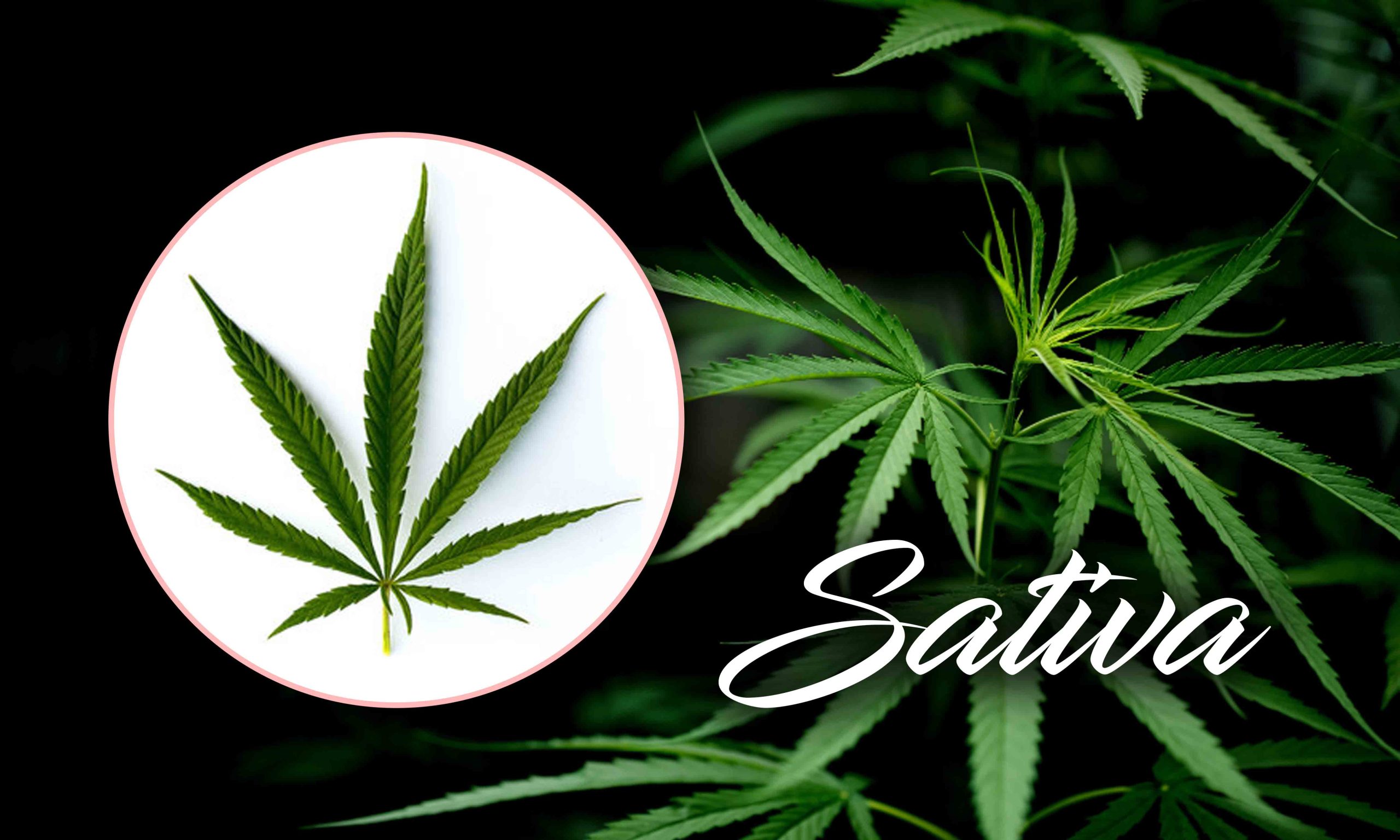 Sativa