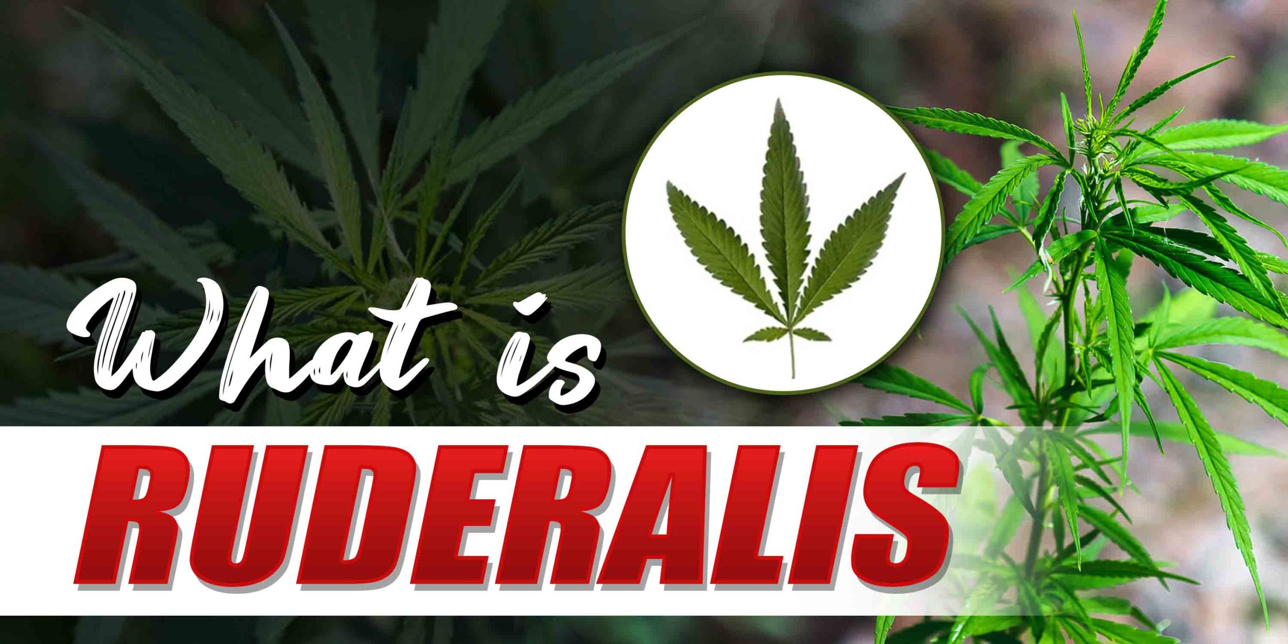 What Is Ruderalis